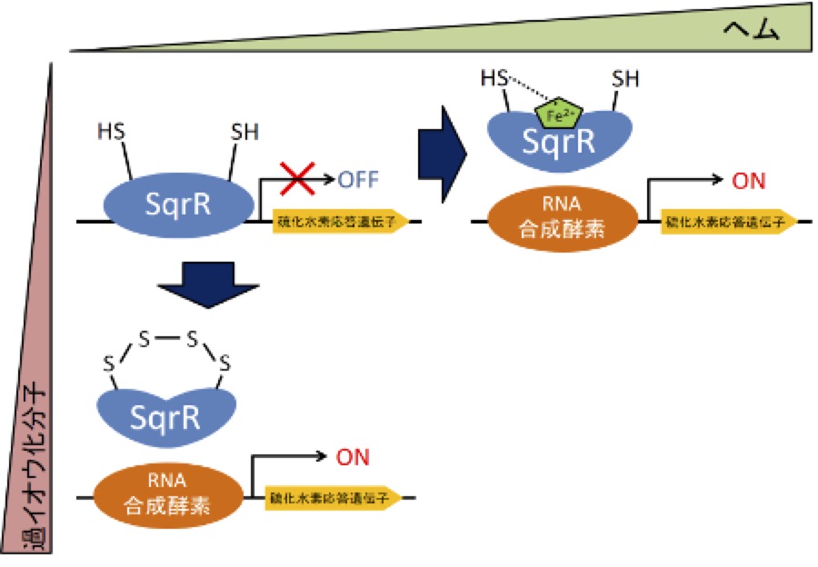Signaling pathway in photosynthetic bacteria